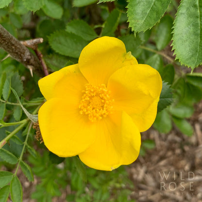 R. foetida lutea