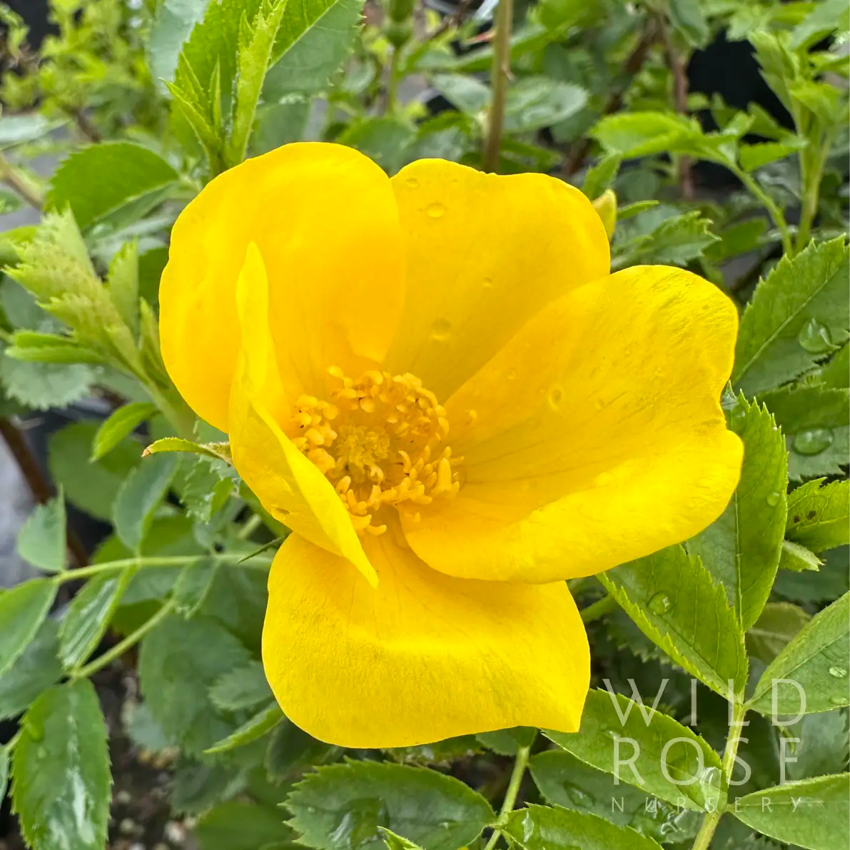 R. foetida lutea