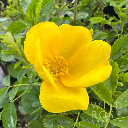 R. foetida lutea