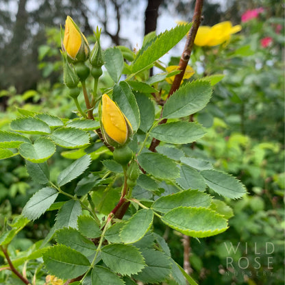 R. foetida lutea