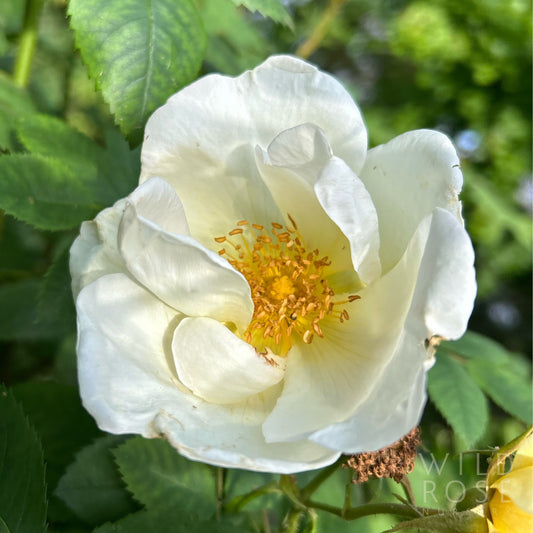 R. spinosissima ‘Frühlingsgold’