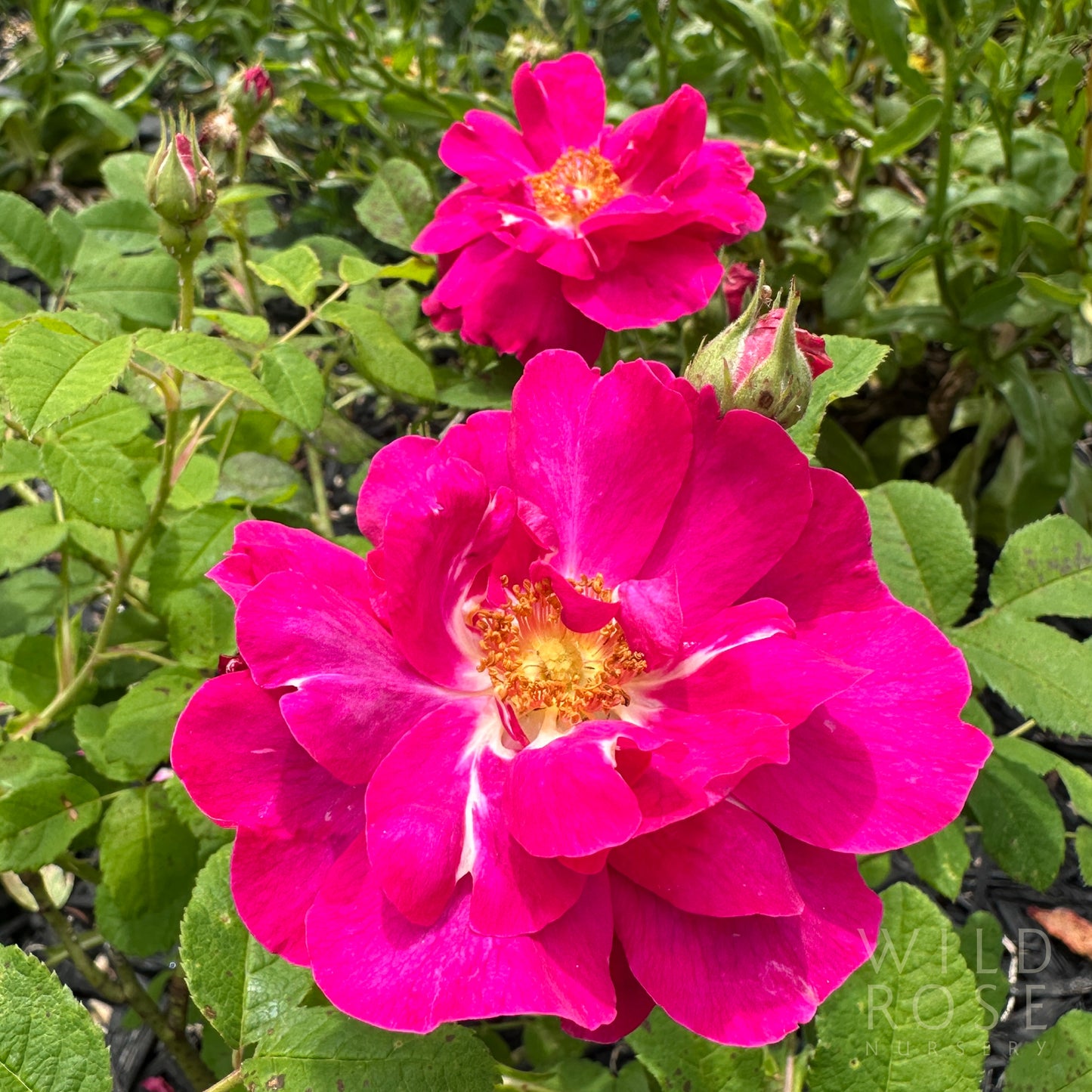 R. gallica ‘Officinalis’