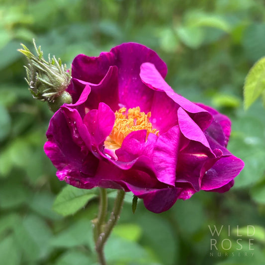 R. gallica 'Violacae'