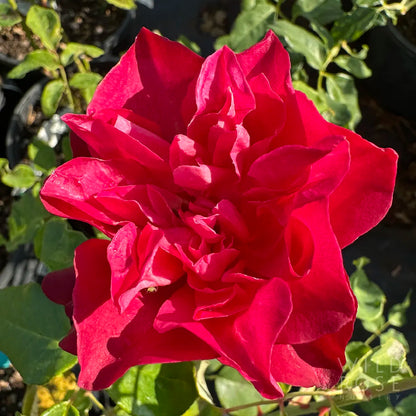 Close-up of a vibrant red rose with green leaves in the background