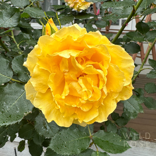 Gold Bunny, Climbing