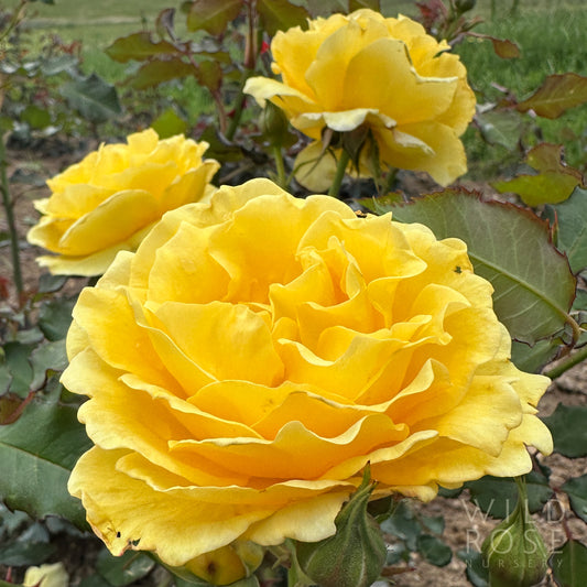 Gold Bunny, Climbing