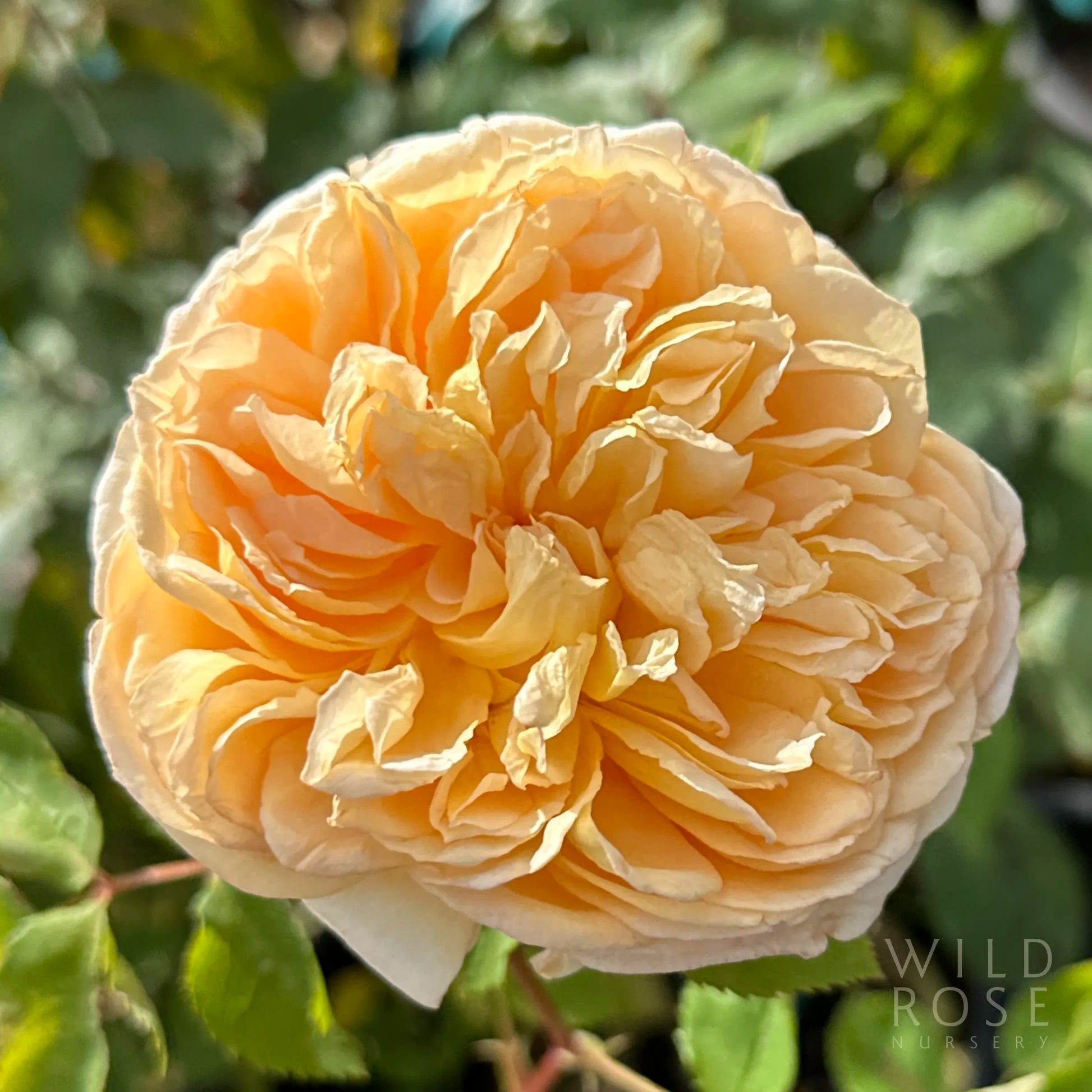 Golden Celebration David Austin rose vibrant yellow close up
