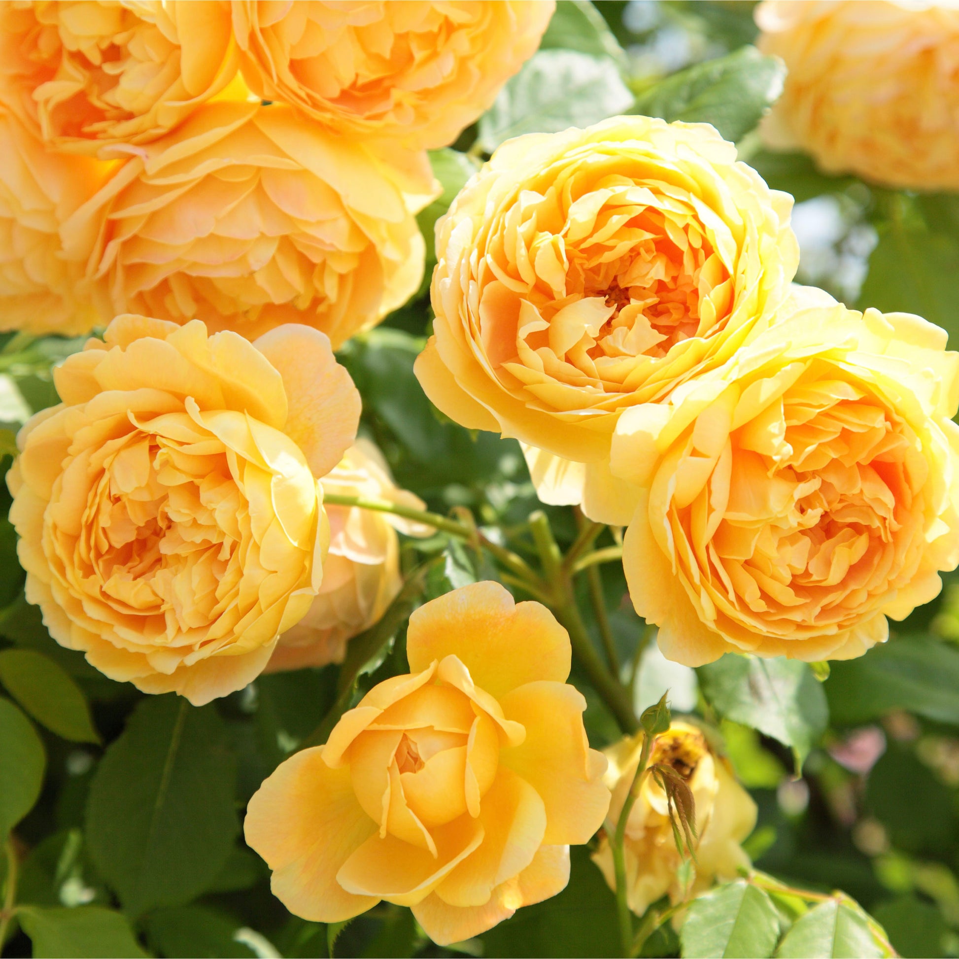 Golden Celebration David Austin rose cluster of yellow apricot blooms