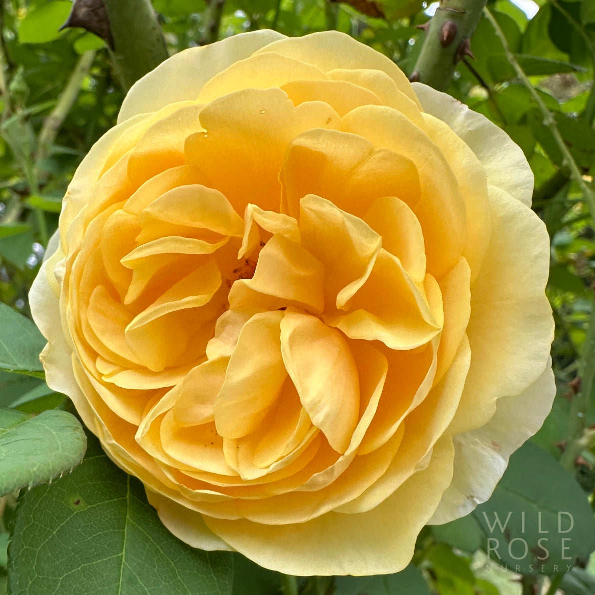 Graham Thomas David Austin English cottage garden rose close up yellow blooms