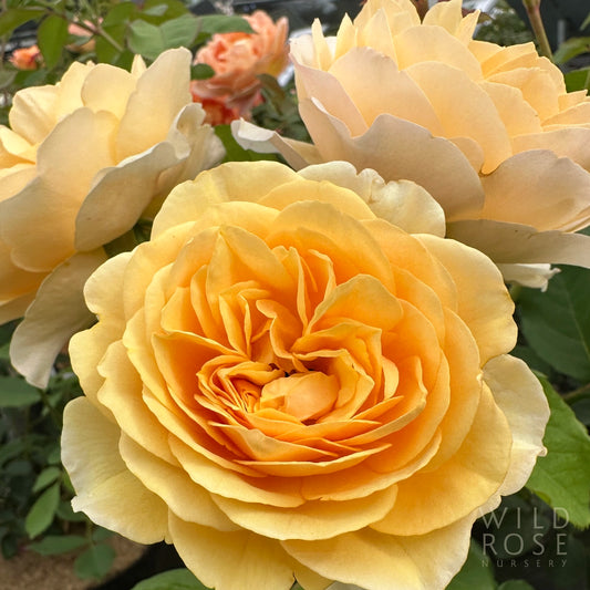 Graham Thomas David Austin English cottage garden rose yellow blooms
