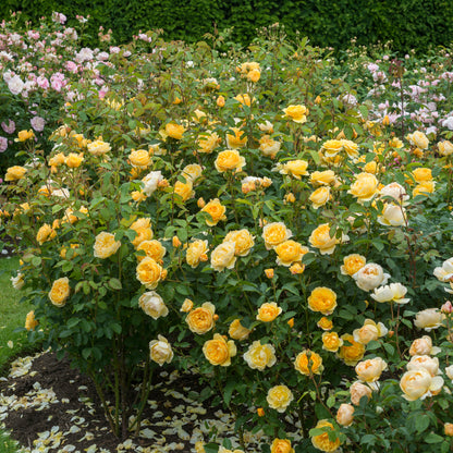 Graham Thomas David Austin rose bush of yellow apricot blooms