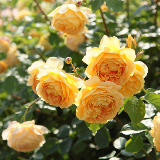 Graham Thomas David Austin rose cluster of yellow apricot blooms