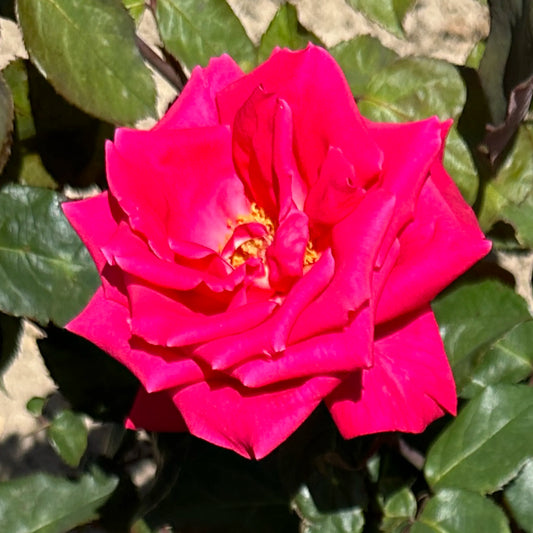 Close-up of a vibrant pink rose with green leaves in the background