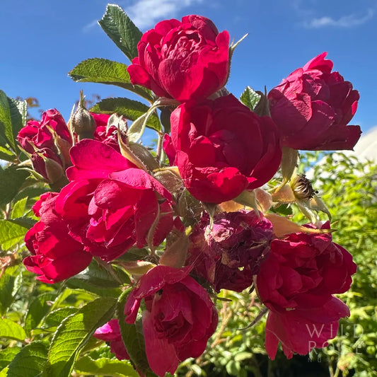 Bouquet of red roses with green leaves against a blue sky.
