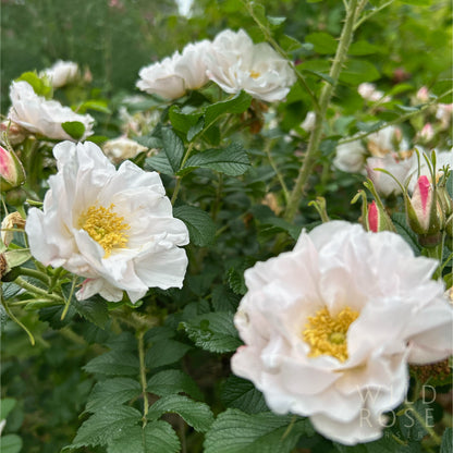 rugosa rose with white flowers and yellow stamens