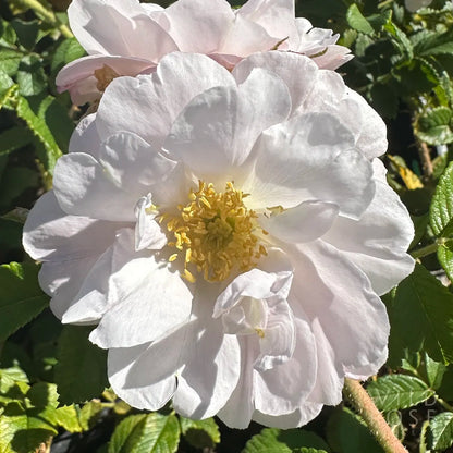 rugosa rose with white flowers and yellow stamens