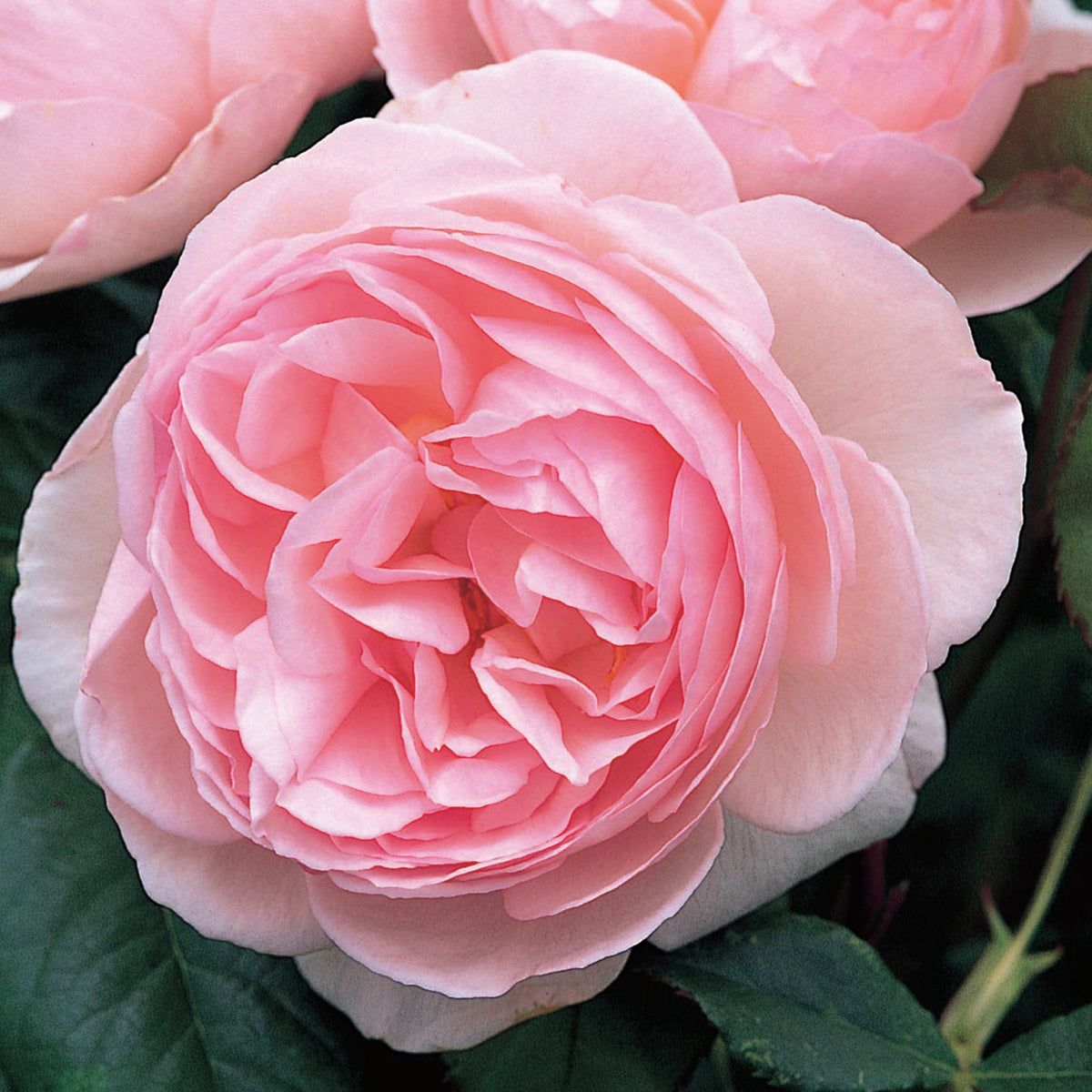 Heritage – Wild Rose Nursery
