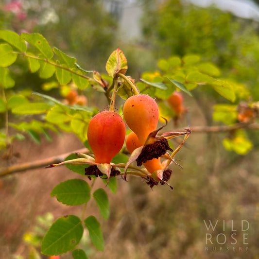 R. moyesii 'Highdownensis'