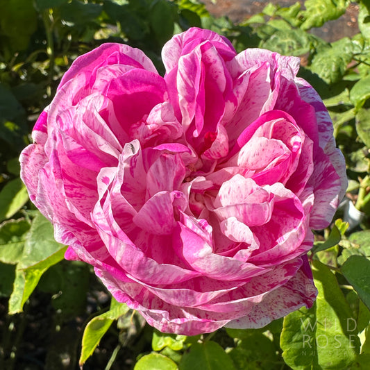 Honorine de Brabant flower marbled with pink, crimson and white