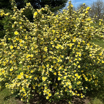 Rosa hugonis SPECIES ROSE / wild rose, large bush with medium, single, borne mostly solitary, soft yellow flowers