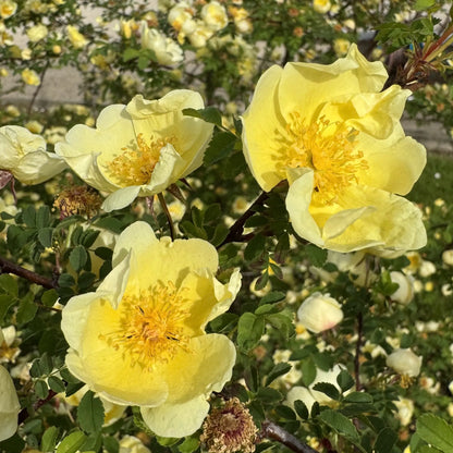 Rosa hugonis SPECIES ROSE / wild rose, with medium, single, borne mostly solitary, soft yellow flowers