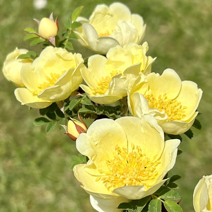 Rosa hugonis SPECIES ROSE / wild rose, with medium, single, borne mostly solitary, soft yellow flowers