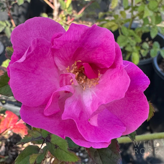 Close-up of a vibrant pink rose with blurred plants in the background