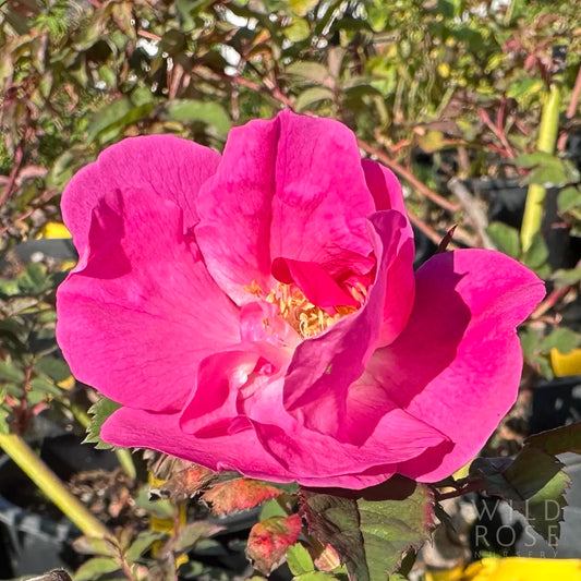 Close-up of a vibrant pink rose with a blurred garden background