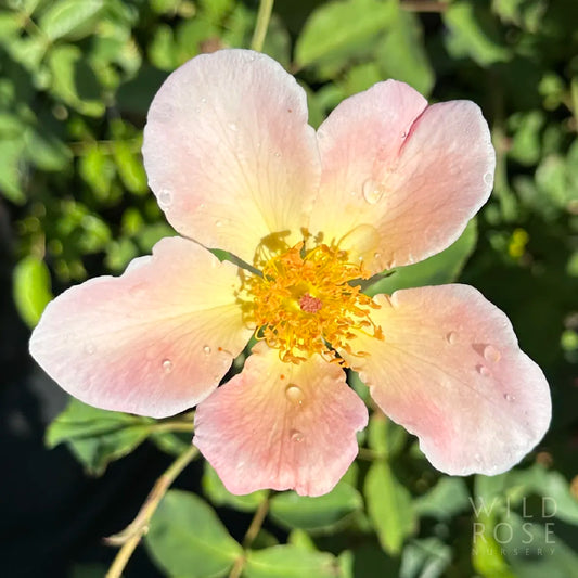 Close-up of a pink flower with yellow center on a blurred green background