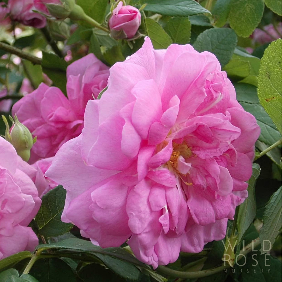 DAMASK – Wild Rose Nursery