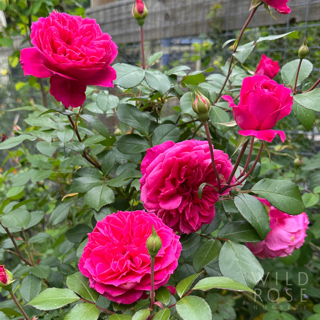 Ivor's Rose – Wild Rose Nursery