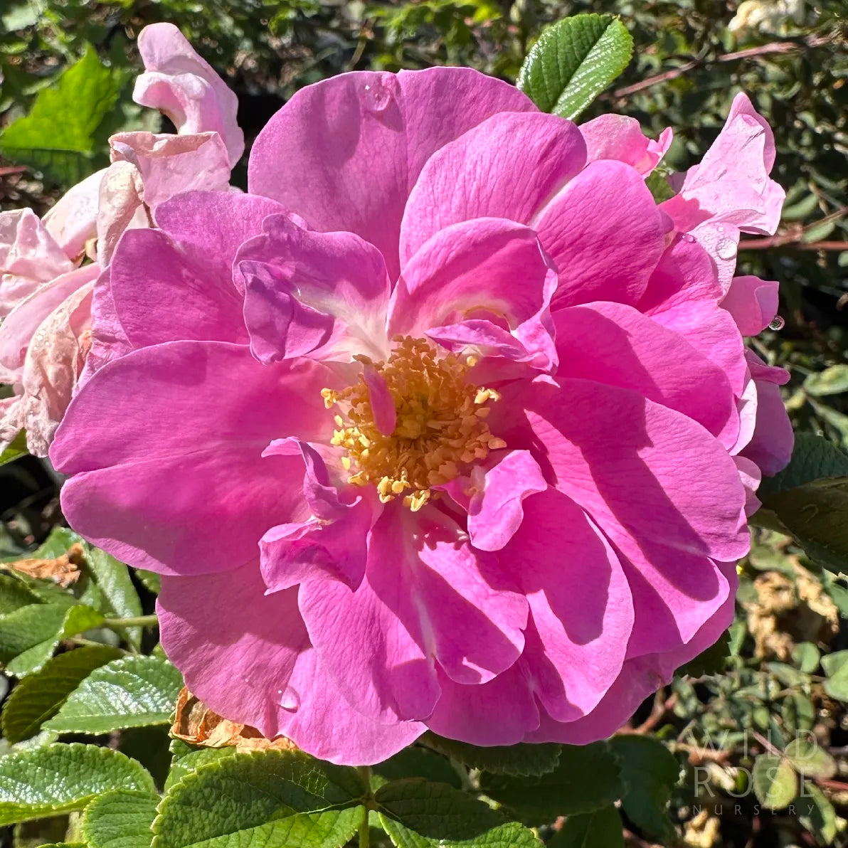 Close-up of a pink flower with green leaves in the background