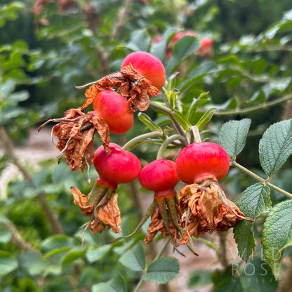 red rose hips on a stem