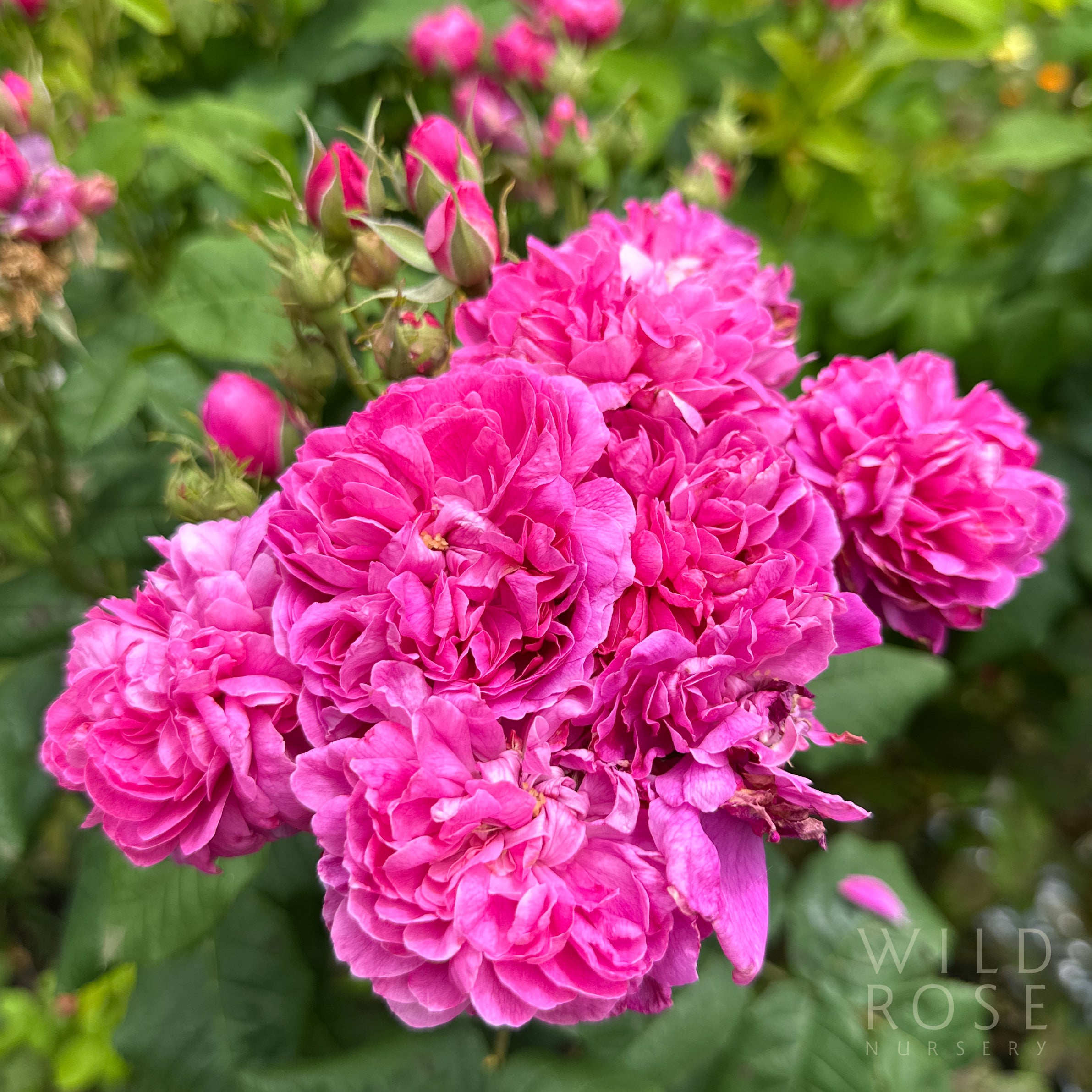 DAMASK – Wild Rose Nursery