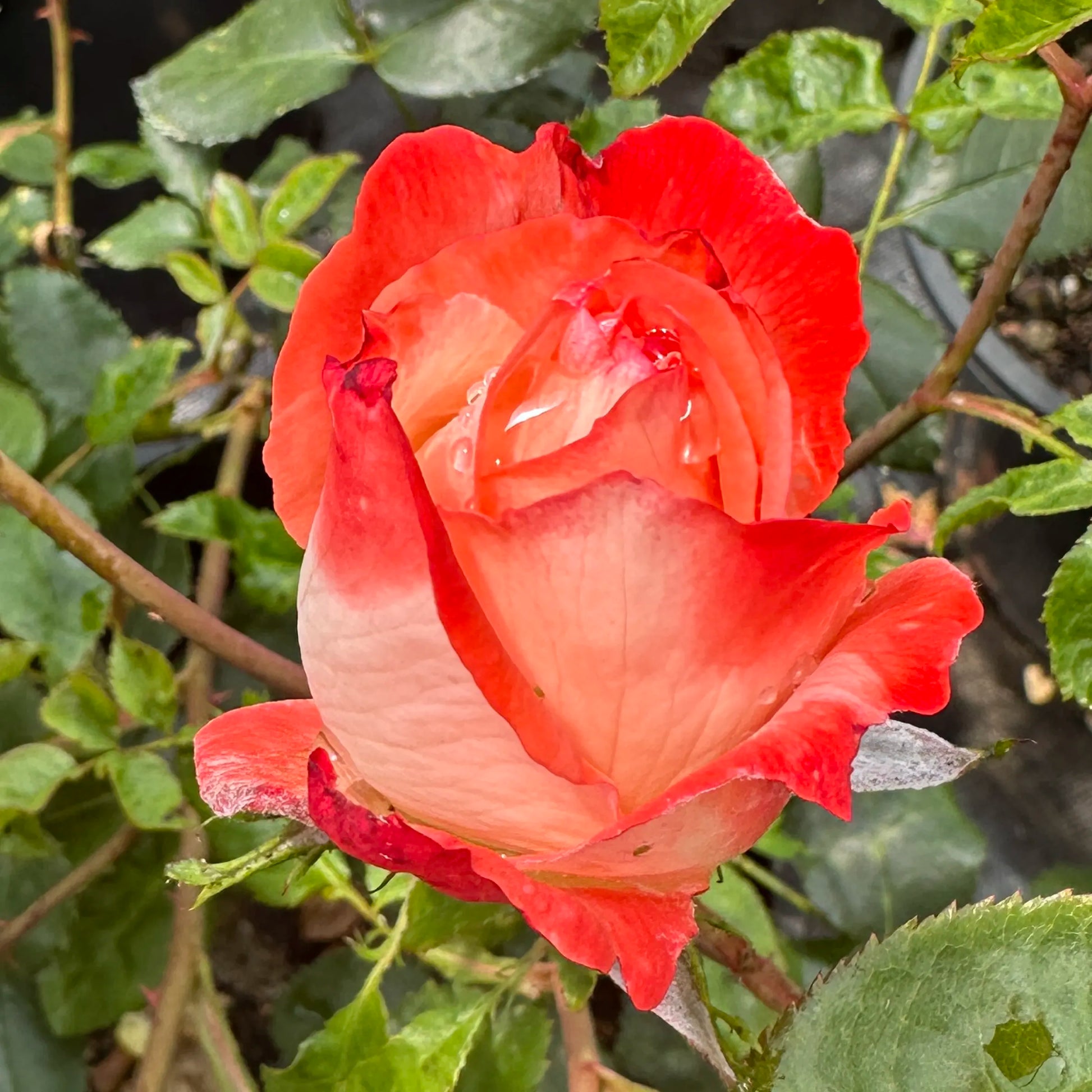 Close-up of a red and orange rose with green leaves in the background