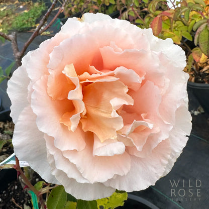 Just Joey large vibrant pink bloom