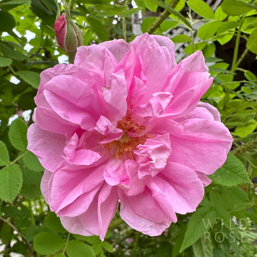 DAMASK – Wild Rose Nursery