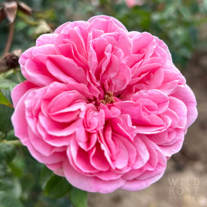 Leonardo Da Vinci pink french Meilland floribunda rose