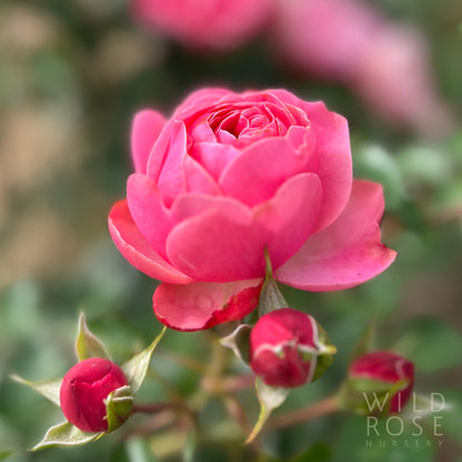 Leonardo Da Vinci pink rose buds