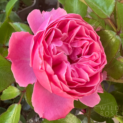 Leonardo Da Vinci pink french Meilland floribunda rose