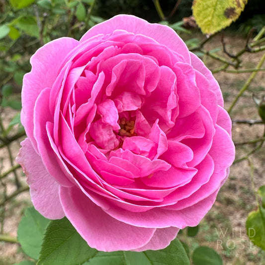 Louise Odier French Heritage Old World Bourbon pink rose blooms
