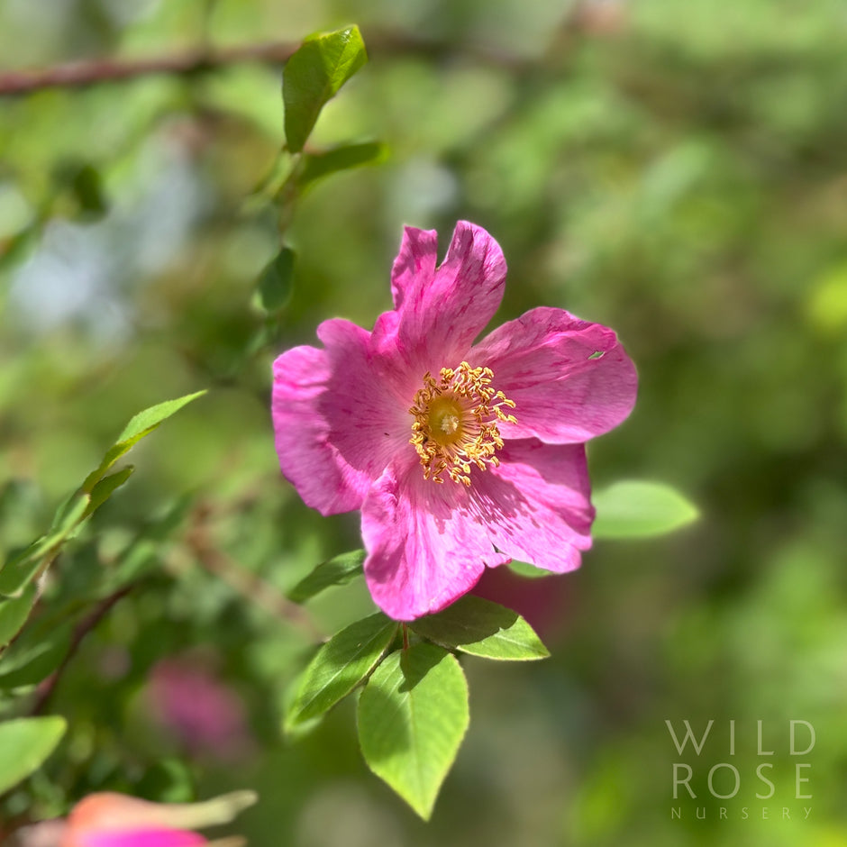 Wild Small Roses WILD – Wild Rose Nursery