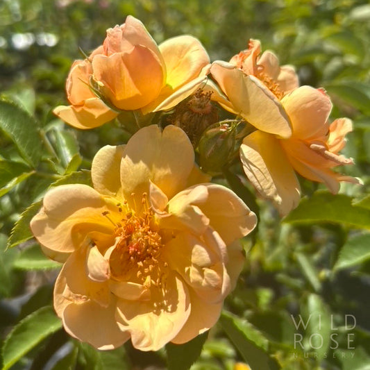 R. pimpinellifolia ‘Maigold’