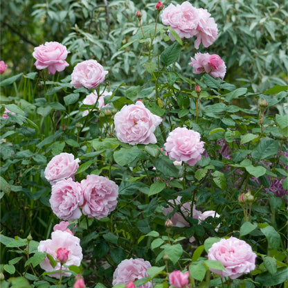 Pink roses blooming in a garden with green leaves