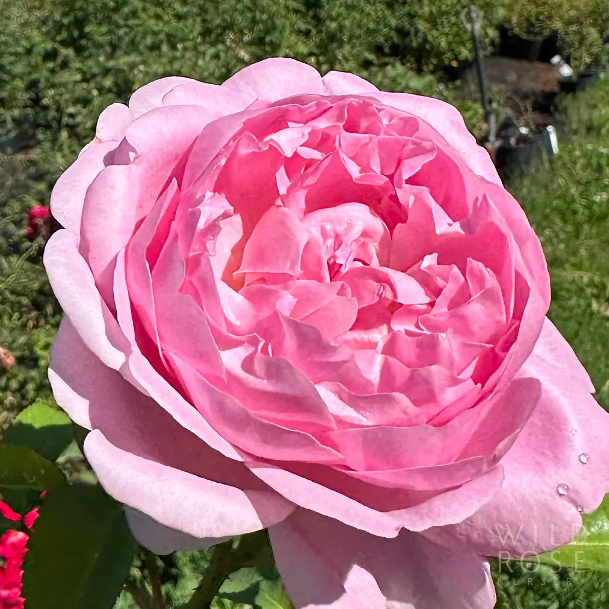 Close-up of a pink rose with a blurred garden background