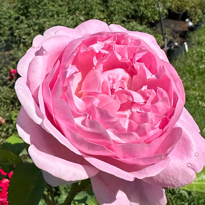 Close-up of a pink rose with a blurred garden background
