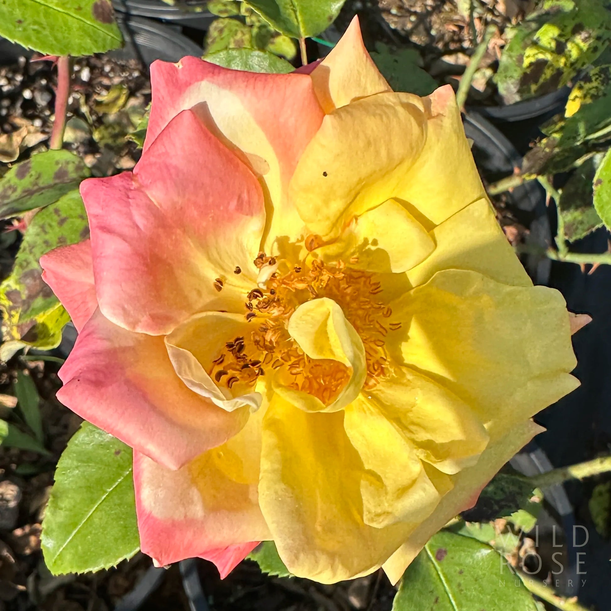 yellow and pink rose in close up