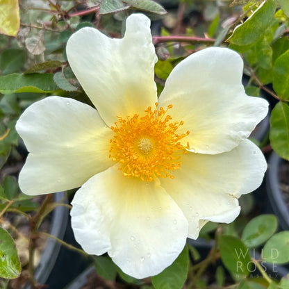 White flower with a yellow center in a natural setting
