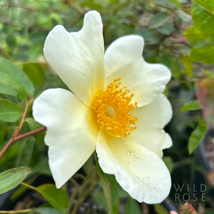 White flower with a yellow center on a blurred green background