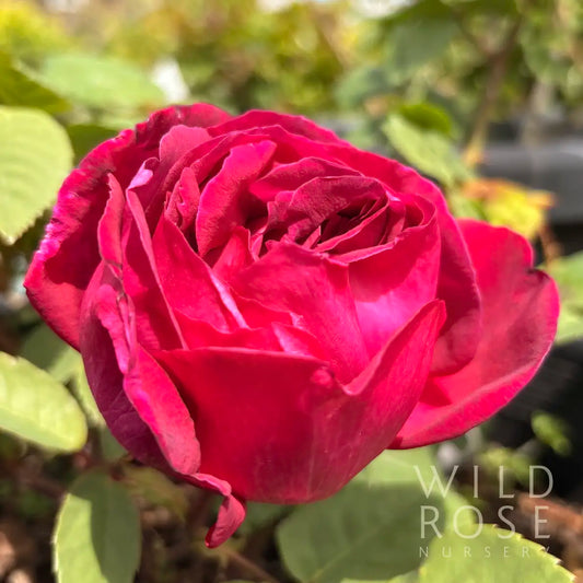 Miss Marion Manifold rose Australian Alister Clark red climbing hybrid tea